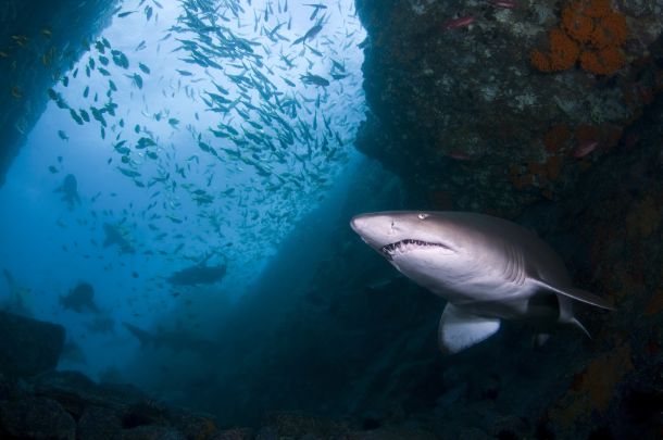Fisho's Scott Thomas filming Bushy talking about Squidgy's new prawn lures.